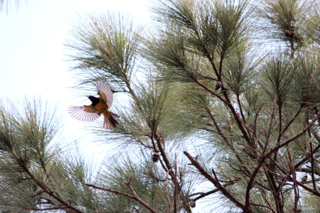 A Bahama Oriole takes off in the pine forest. (Photo by Dan Stonko)