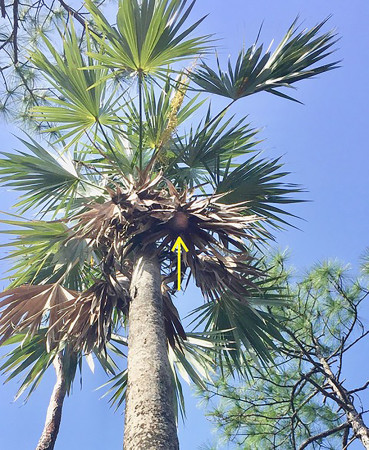 “Briana’s Nest.” Nest is hidden in the hanging dead fronds (yellow arrow). (Photo by Kevin Omland)