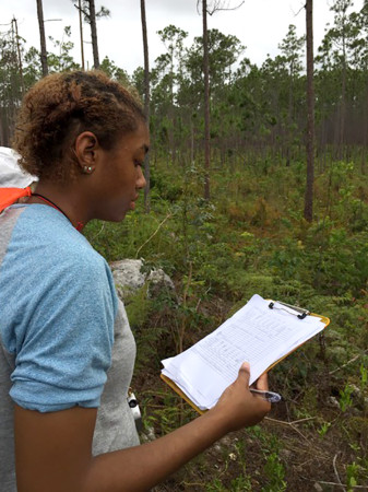 Briana Yancy measuring nest site characteristics. (Photo by Kevin Omland) 
