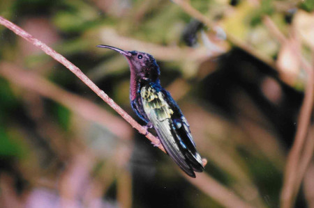 My faithful Purple-throated Carib waiting in the yard. (Photo by Mandy McGehee)