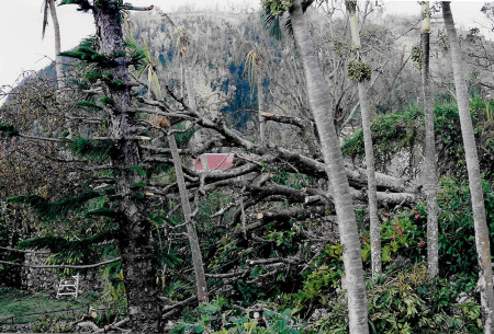 Much of the vegetation on Saba was damaged after the hurricanes- removing critical food sources for many of the island's birds. (Photo by Mandy McGehee)