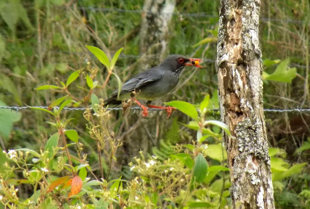 The Red-legged Thrush is one of more than twenty species at my research site that we have confirmed feeding from fruit-bearing trees. Here, an individual is seen feeding on wild guarana (Cupania americana), one of the most popular fruits during the spring and early summer. (photo by Spencer Schubert)