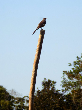 The Northern Mockingbird is another important seed-dispersing species at our research sites. While most birds only occasionally venture away from the forest into open fields, mockingbirds are quite comfortable doing so. This curious individual was seen exploring the newly-installed fence posts. (photo by Spencer Schubert)