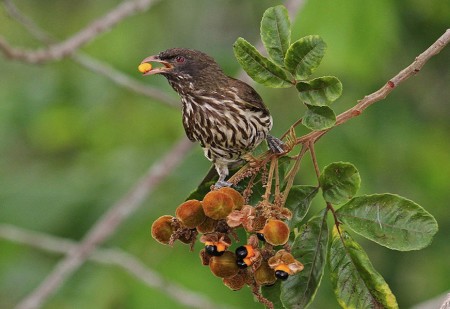 The Palmchat (Dulus dominicus) is one of the most unique birds in the Caribbean region. The species is endemic to the island of Hispaniola. Over the course of our studies, we have found evidence that Palmchats consume more than 40 species of fruits, making them the most generalist and important seed dispersers known to these landscapes. Here, an individual is seen feeding on Wild Guarana (Cupania americana). (Photo by Dax Roman)