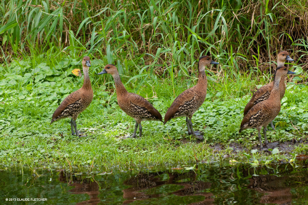 West Indian Whistling Ducks are a threatened regional endemic, resident in the PBPA. They have been declining in Jamaica due to loss of wetland habitat.