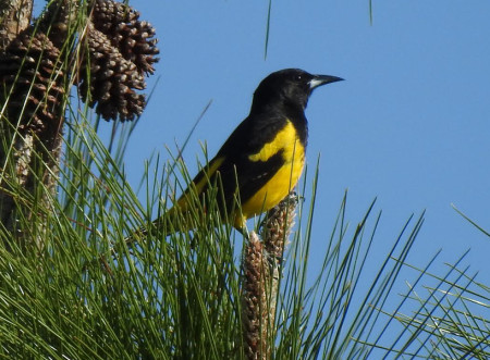 The critically endangered Bahama Oriole is found only on Andros, Bahamas. (Photo by Steve Brezinski)