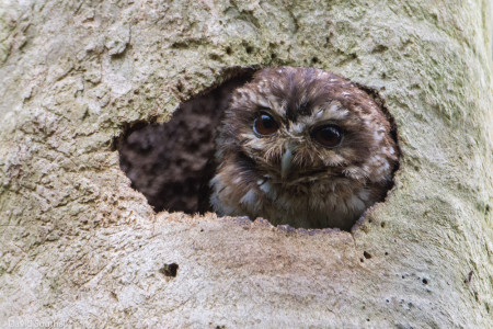 Bare-legged Owl by David Southall-small