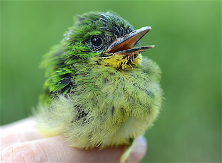 This is a Broad-billed Tody chick at 13 days old. I banded chicks between 12-14 days because at that point they were most developed. Chicks typically fledged (left the nest) around 14 days after hatching. (Photo by Holly Garrod)