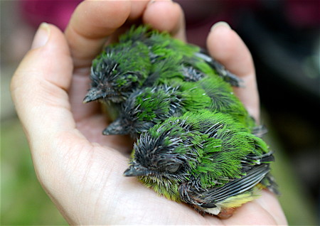 Typical clutch of Broad-billed Todies at 12 days old. Clutch size is typically 1-4 chicks. (Photo by Holly Garrod)