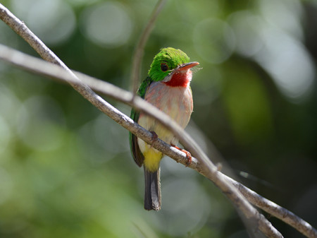Broad-billed Tody perched in a tree. They will typically perch on small branches with food before entering the nest. (Photo by Holly Garrod)