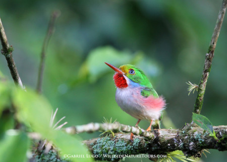 Grand Prize Winner—Cuban Tody by Gabriel Lugo