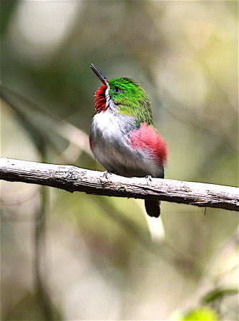A Narrow-billed Tody displays in the forest. (Photo by Holly Garrod)