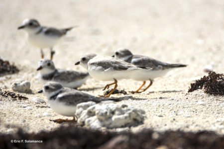 Small group of Piping Plovers in the Turks and Caicos Islands. 