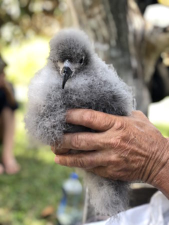 A Bermuda Petrel or Cahow chick receives a health check.