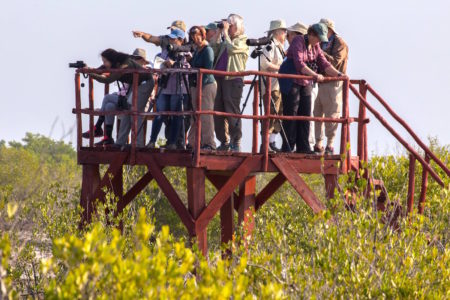 Birders enjoying a great view of waterbirds at Las Salinas, Zapata Swamp