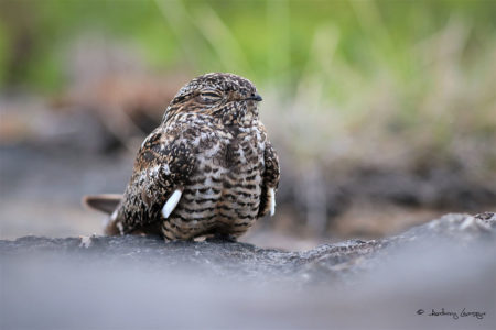 Common Nighthawk (Chordeiles minor) – Columbus Audubon