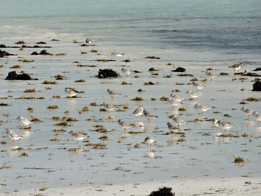 A group of Piping Plovers foraging in Cayo Paredon Grande, Cuba. 