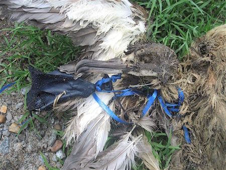 A dead seabird tangled in a balloon string.
