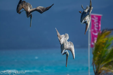 Plunging Brown Pelicans put on a show each day next to our dining terrace at Karibea Beach Hotel, Le Gosier, Guadeloupe. (photo by Holly Garrod)