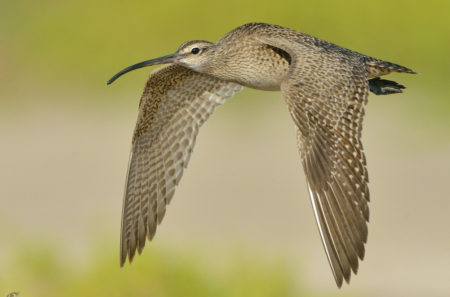 Whimbrel in flight. (photo by Michel Oversteegan)