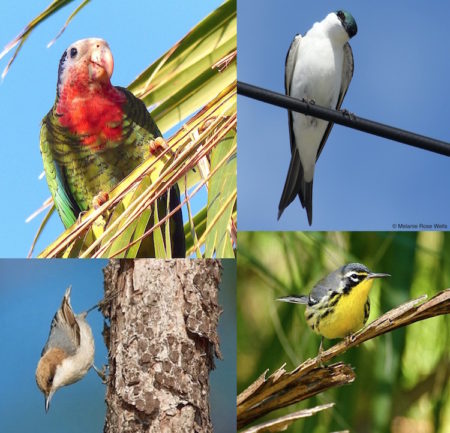 Four threatened endemic species on Grand Bahama and Abaco (clockwise from upper left): Bahama Parrot, Bahama Swallow, Bahama Warbler, Bahama Nuthatch. (photos by Lynn Gape, Melanie Rose Wells, Erika Gates and Bruce Hallett)