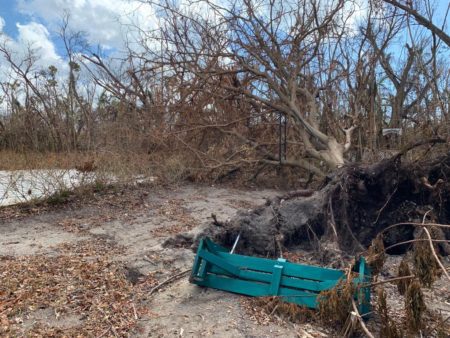 Massive trees were felled and most were stripped of leaves and fruit, leaving little food for birds. (photo by Erika Gates)