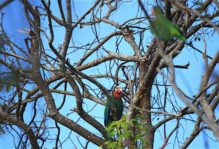 Bahama Parrots in Gumbo Limbo tree, Abaco