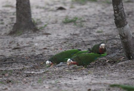 Bahama Parrots feeding on the ground, post Hurricane Dorian.
