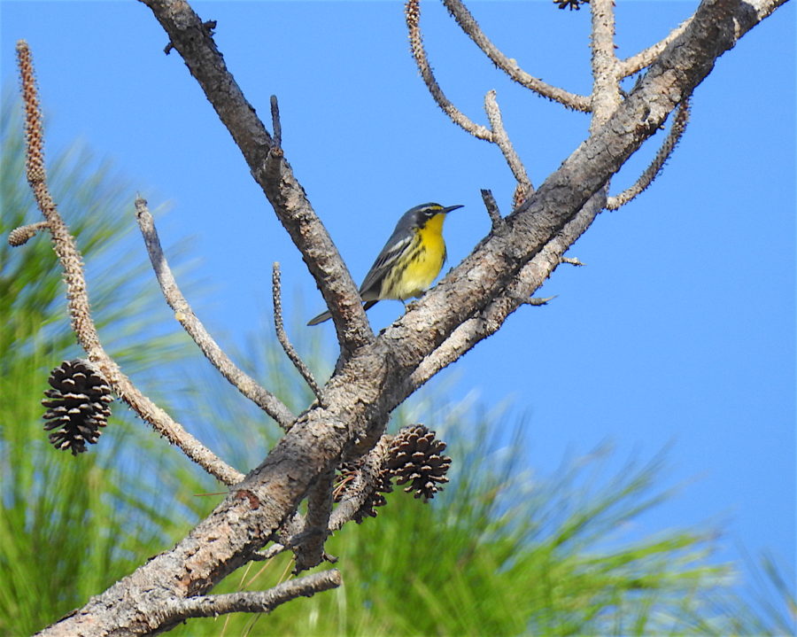 Bahama Warbler - endemic to the Bahamas.