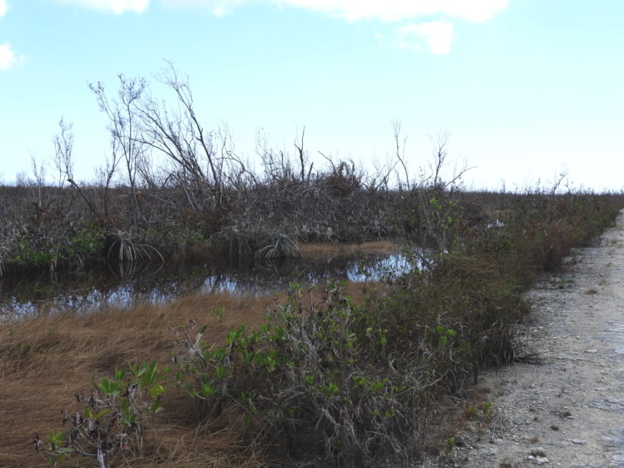 wetlands west of the oil storage tanks.