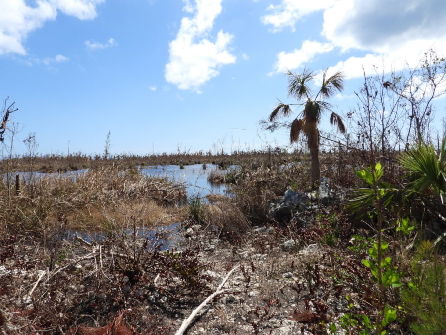 Wetlands east of the Equinox oil storage tanks.