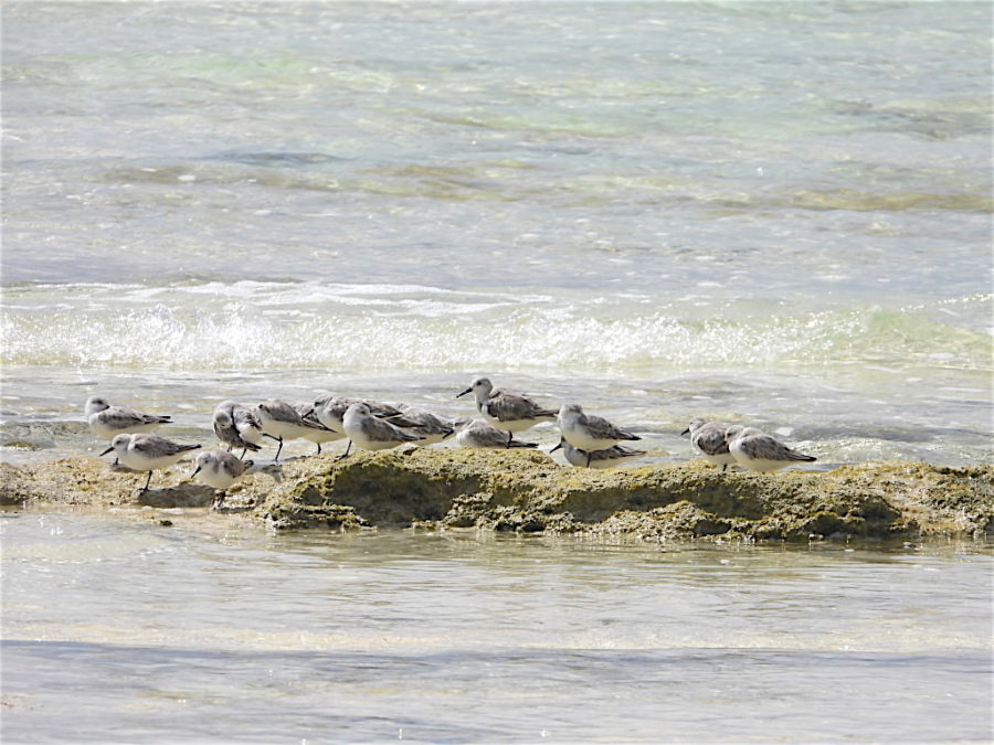 Sanderlings on Pelican Point Beach, Grand Bahama.