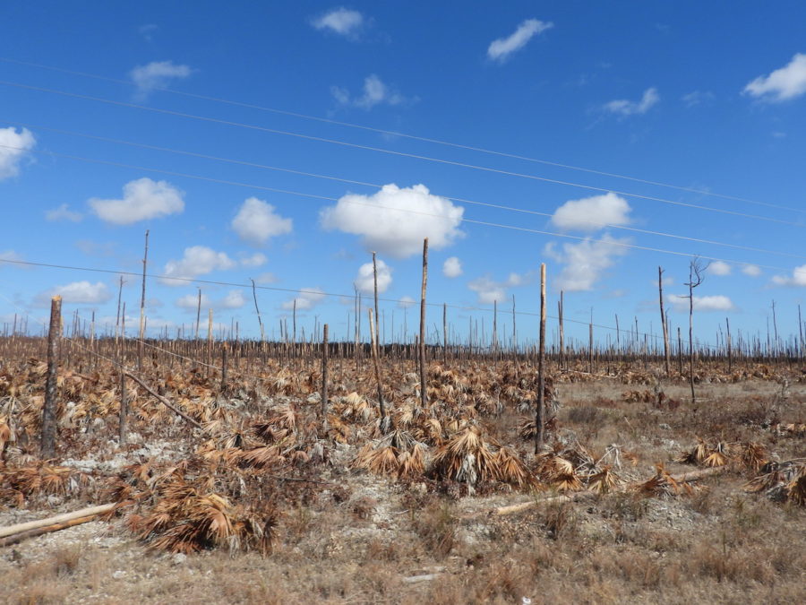 View of dead trees and bush driving east along Grand Bahama Highway one month after Hurricane Dorian.