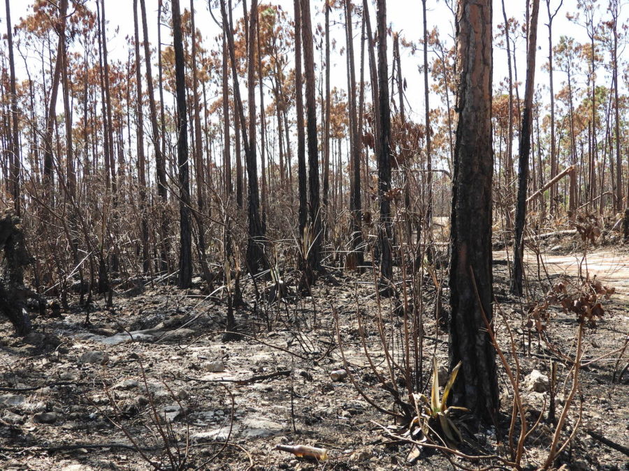 Pine forest habitat post Hurricane Dorian - burned and dead trees.
