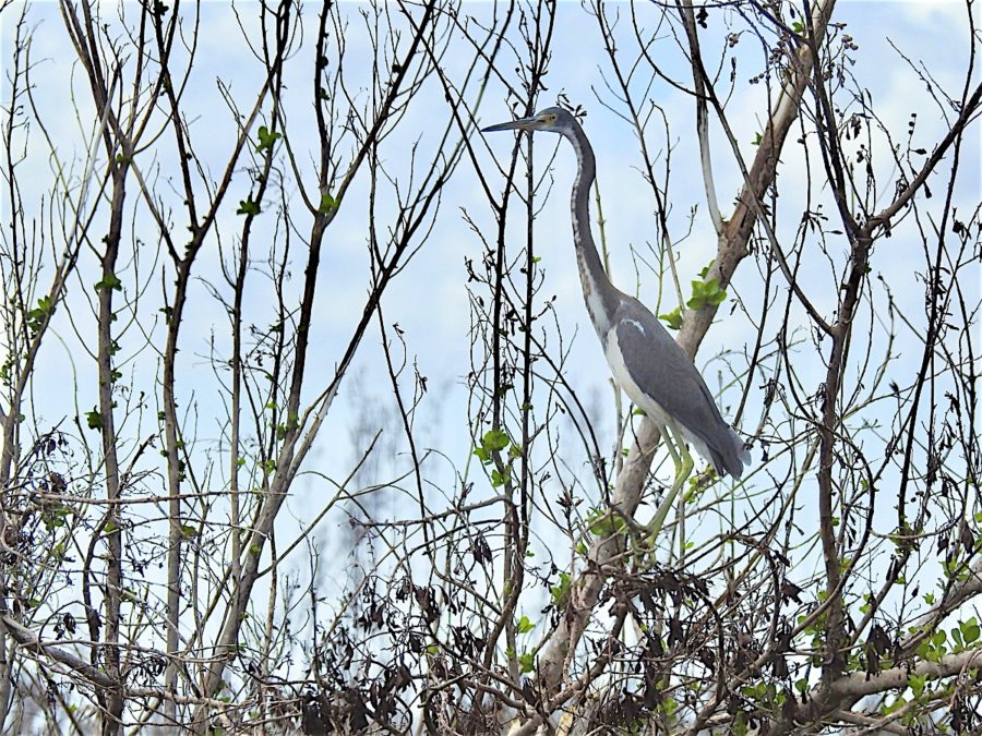 Tricolored Heron