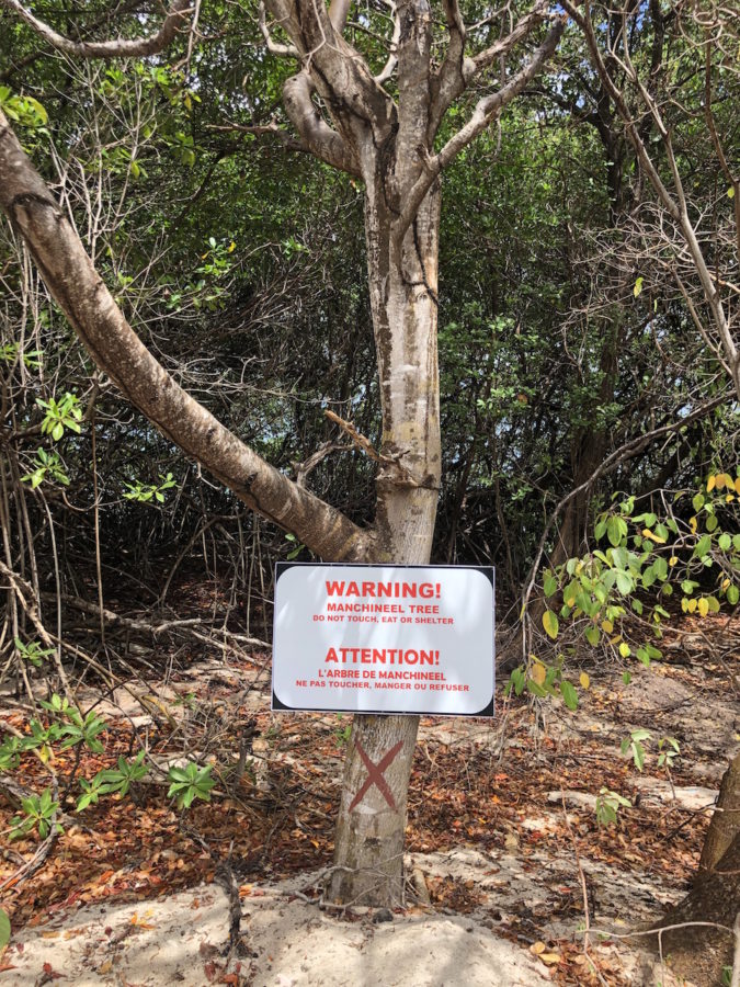 Manchineel Tree warning sign