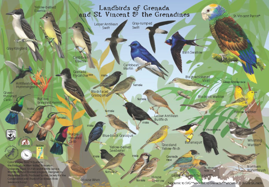Landbirds of Grenada and St. Vincent and the Grenadines (side 1)