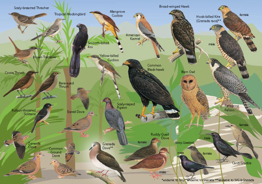 Landbirds of Grenada and St. Vincent and the Grenadines (side 2)