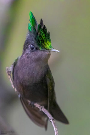 Antillean Crested Hummingbird