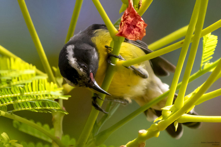 Bananaquit