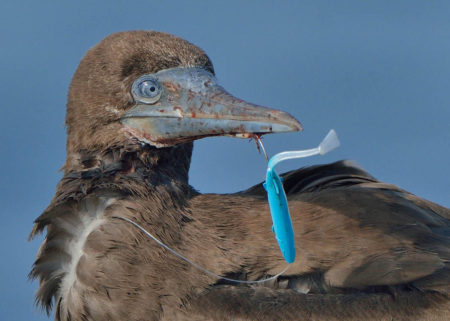 Brown Booby with fishing lure in its beak.