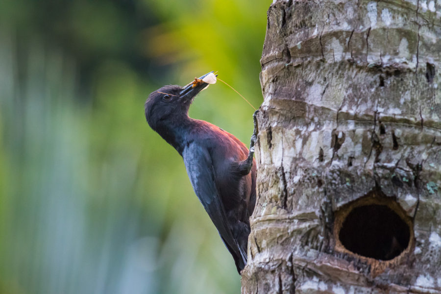 2019 – BirdsCaribbean