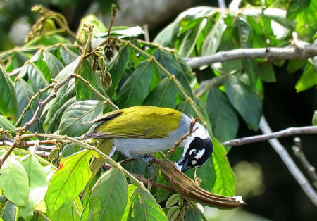 Black-crowned Palm Tanager (Phaenicophilus palmarum) feeding on Inga vera