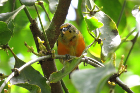 Antillean Euphonia (Euphonia musica) feeding on a mistletoe (Phoradendron racemosa)