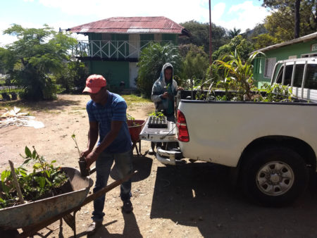 Transferring native plants from a wheel barrel to a truck for forest restoration.