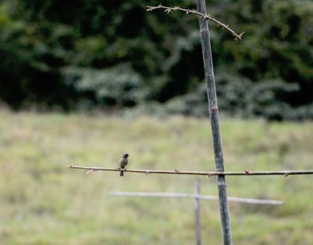 Palmchat (endemic bird in the Dominican Republic) sits on one of our artificial perches.