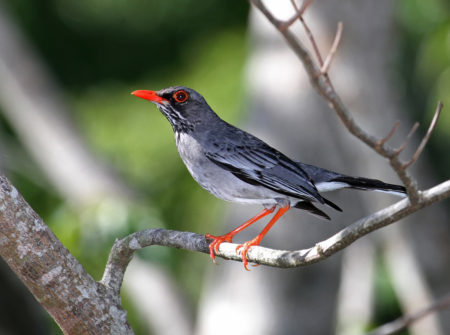 The bird - the Red-legged Thrush is a key seed disperser in the forests of the Dominican Republic. 