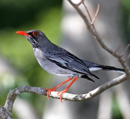 The Red-legged Thrush is a key seed dispersal in the forests of the Dominican Republic.