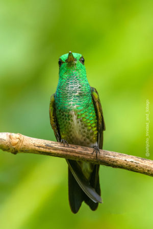 Glittering-throated Emerald (photo by David Huggins)