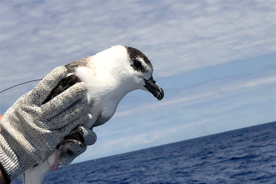 Black-capped being released after fitting with satellite tag.